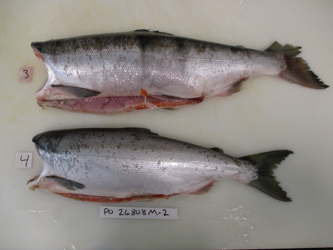 Łosoś Sockeye z Alaski from Stany Zjednoczone